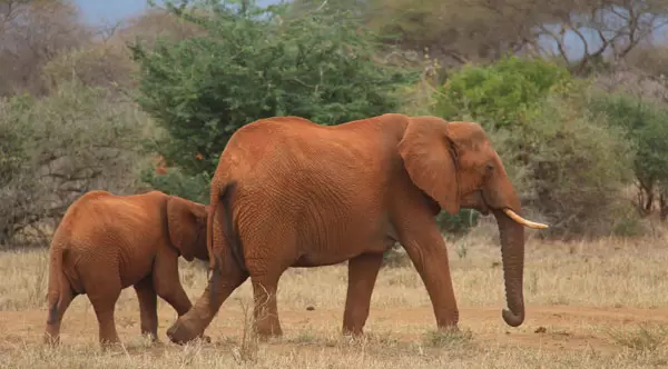 Wildlife Kenya Safari Tour